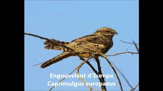 Engoulevent Europe caprimulgus europaeus [upl. by Weiss]