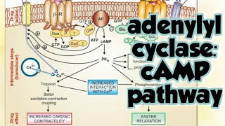 Adenylyl cyclase cAMP pathway Gs and Gi protein coupled receptor [upl. by Nivac]