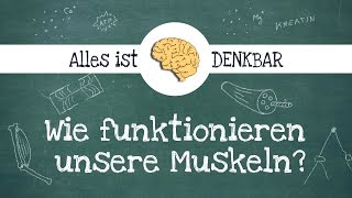 Wie funktioniert ein Muskel [upl. by Ausoj]