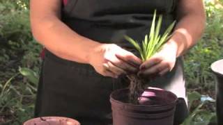 How to Plant Freesias [upl. by Lenoyl632]