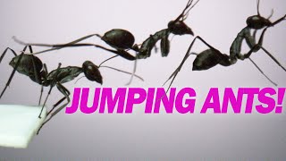 Jumping Ants Gigantiops destructor [upl. by Annayat42]