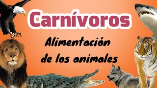 Animales carnívoros [upl. by Tarrsus72]