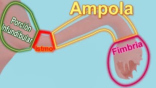 función de las trompas de falopio [upl. by Roselane]