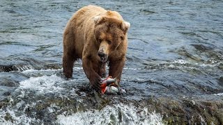 Brown bears feed at Brooks Falls in Katmai National Park and Preserve [upl. by Gretchen6]