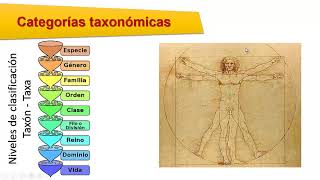 Taxonomía Clasificación de los seres vivos [upl. by Jamil177]