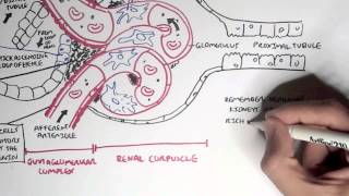 Nephrology  Kidney Physiology Overview [upl. by Emorej]