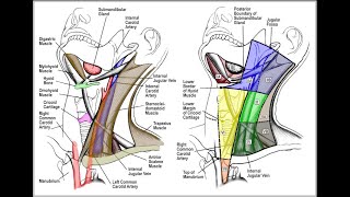 Cervical Lymph Node Levels in 5 minutes [upl. by Auohp]