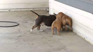 American Bully Dog Fight Bully Battle [upl. by Fisa]