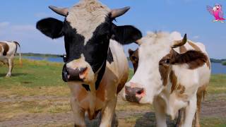 COW VIDEO 🐮🐄 COWS MOOING AND GRAZING IN A FIELD  Cow Video [upl. by Aivlys415]