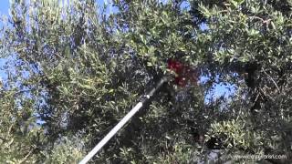 Abbattitori per olive serie Castellari  Olive harvesting tools Castellari [upl. by Frodin991]