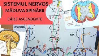 ADMITERE MEDICINA SISTEMUL NERVOS 5 MADUVA SPINARII  CAILE ASCENDENTE [upl. by Jose]