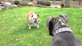 Pitbull vs Bulldog [upl. by Samid]