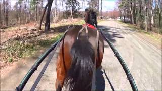 Standardbred Training  Exercising the Retired OTT ExRace Horse Pacer [upl. by Bisset]