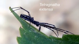 TETRAGNATHA EXTENSA macro [upl. by Peacock]