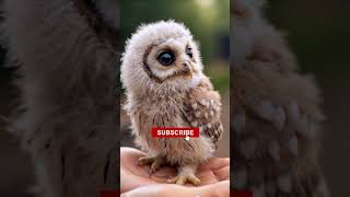 Cuteness Overload Baby Owls Being Adorable [upl. by Sankaran254]