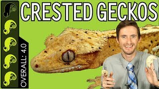 Crested Gecko The Best Pet Reptile [upl. by Liew]