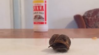 Snail and Salt Experiment Timelapse [upl. by Dulcle597]