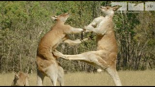 KANGAROO FIGHT [upl. by Banna]