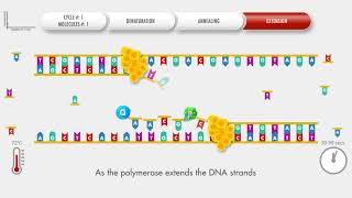 Animated PCR Real Time qPCR procedure [upl. by Halbeib]