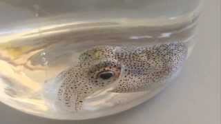 Bobtail squid goes to sleep and changes color [upl. by Nirret]