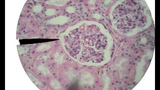 Histology for Beginners [upl. by Goldshlag]