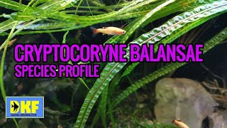 Cryptocoryne Balansae species profile [upl. by Tamer]