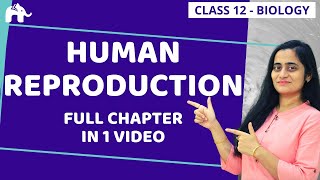 Human Reproduction Class 12  NCERT Chapter 3 One Shot  CBSE NEET [upl. by Chuah]