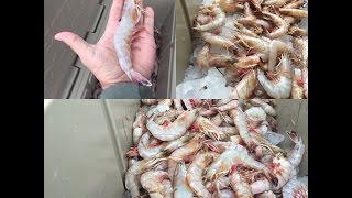 How to Boil Shrimp Louisiana Style [upl. by Gilges]