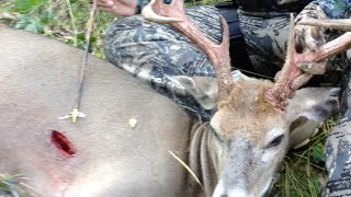 Where to Shoot a Deer While Bowhunting [upl. by Booze]