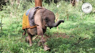 Rescue of orphaned elephant Kinyei  Sheldrick Trust [upl. by Oisorbma]