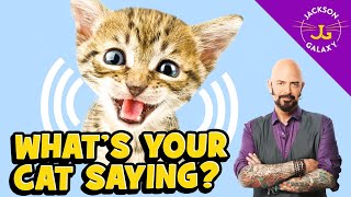 Cat Vocalizations and What They Mean [upl. by Derrej]