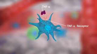 Tumor necrosis factor TNF alpha [upl. by Disario282]