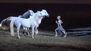 Liberty with 3 horses  Sylvia Zerbini  Night of the Horse 2016  Del Mar National Horse Show [upl. by Hniv113]