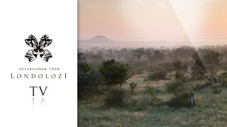 Londolozi Private Game Reserve [upl. by Hardigg]