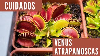 Hablemos de Dionaea muscipula  Cuidados de Venus atrapamoscas  Carnivorous Land [upl. by Nido]