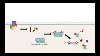 GPCR AC cAMP PKA pathway [upl. by Chatav]