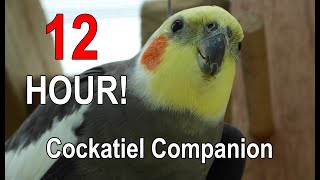 Cockatiel Companion 12 HOURS of BIRD NOISE Play this to your Cockatiel [upl. by Sender]