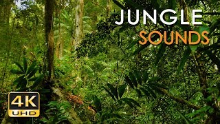 4K Jungle Sounds  Exotic Birds Singing  Tropical Forest  Relaxing Nature Video  Ultra HD  2160p [upl. by Nyleuqaj]