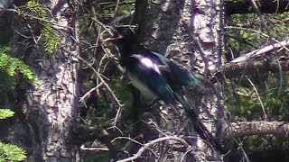 Blackbilled Magpies Calling Out Pica hudsonia [upl. by Lanam131]