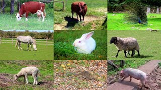 Animales de Granja para niños con vídeos [upl. by Langham934]