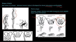 Grade 12 Life Sciences Human Evolution Part 1 [upl. by Alurd]