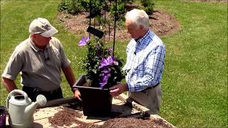 How to Grow Clematis in ContainersTips from world authority on clematis Raymond Evison [upl. by Erena]