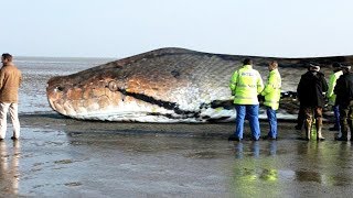 The BIGGEST SNAKE Ever  TITANOBOA [upl. by Sissy]