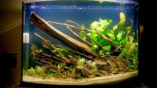 Aquascaping A 36 Gallon Top Fin Bowfront Aquarium [upl. by Eecyac616]