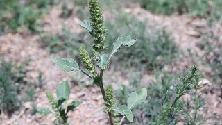 REDROOT PIGWEED Amaranthus retroflexus [upl. by Ardnahs]