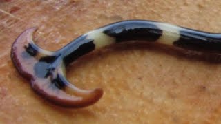 Hammerhead worm  unusual predatory terrestrial flatworm [upl. by Anihpled875]