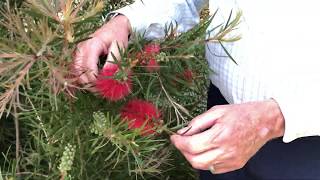 In the Garden with Dave Bottlebrush [upl. by Gnay]