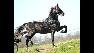 Sierras Powerstroke  StandardbredSaddlebred Stallion [upl. by Cesaro]