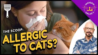 All you need to know about cat allergies amp what you can do about them [upl. by Cilegna]