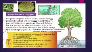 2 Adaptive features of halophytes [upl. by Diego]